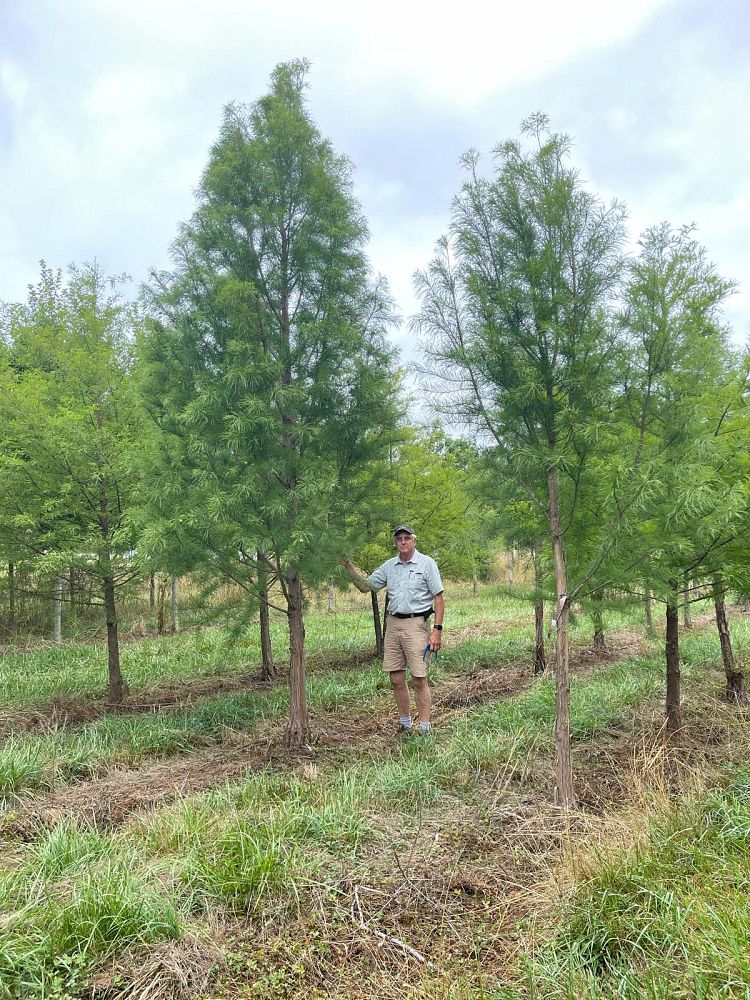 taxodium-distichum-mickelson-bald-cypress-shawnee-brave
