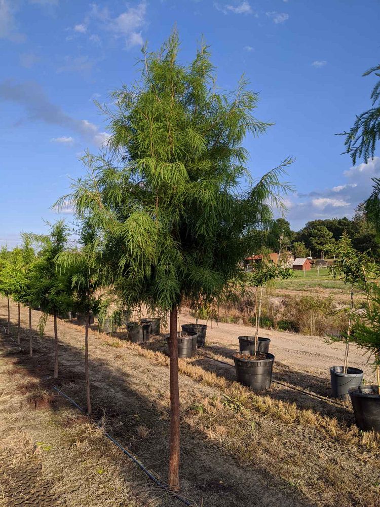 taxodium-distichum-mickelson-bald-cypress-shawnee-brave