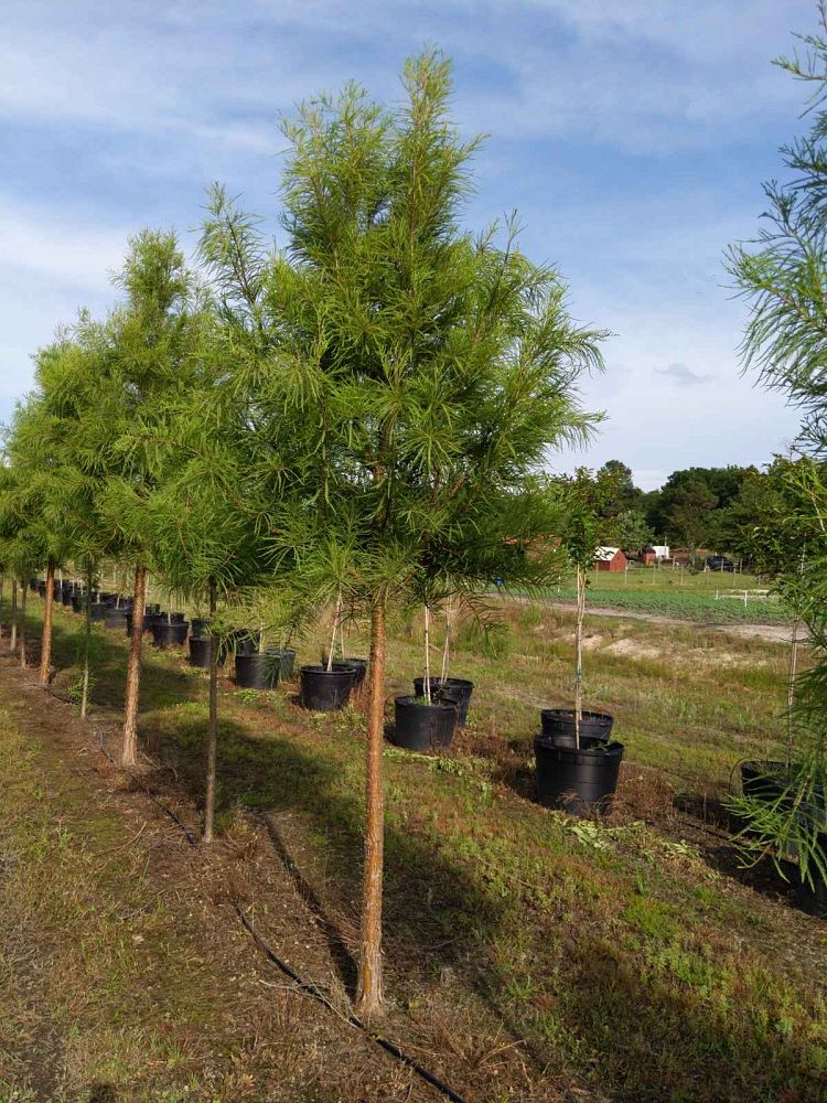 taxodium-distichum-mickelson-bald-cypress-shawnee-brave