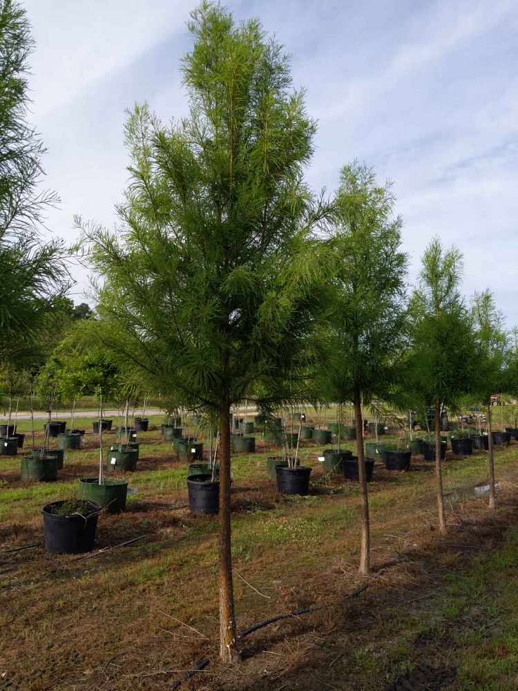 taxodium-distichum-mickelson-bald-cypress-shawnee-brave