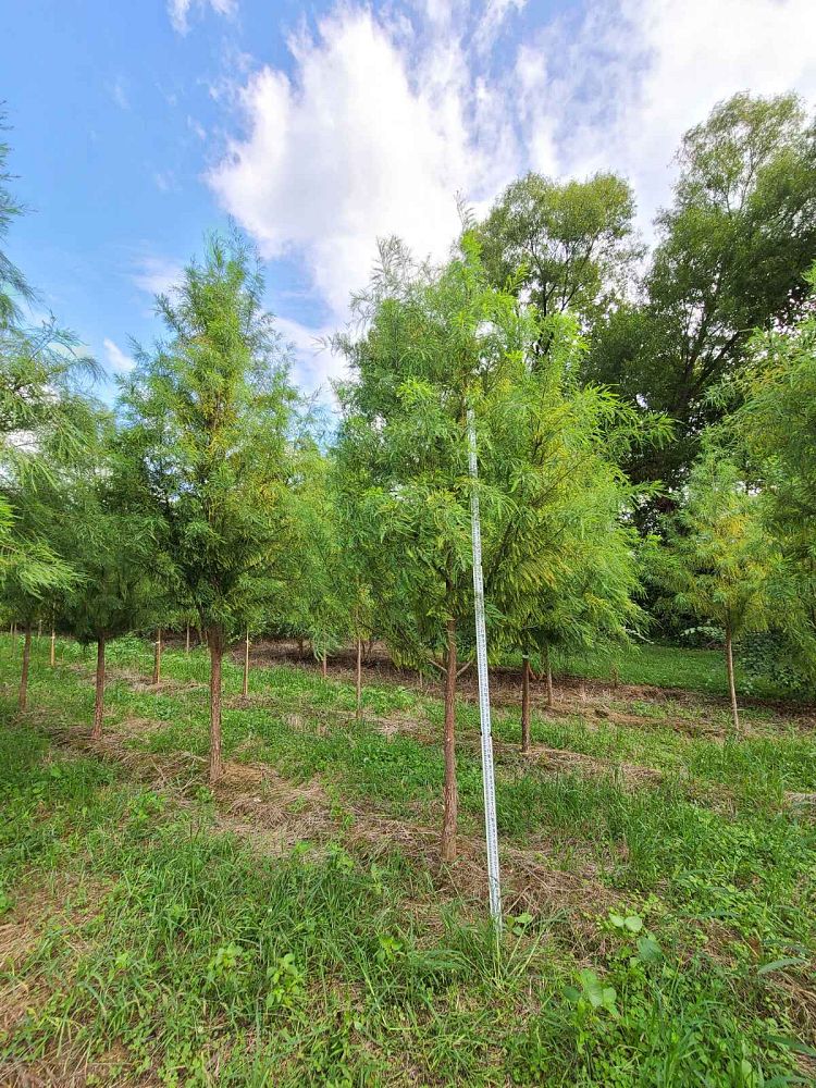 taxodium-distichum-mickelson-bald-cypress-shawnee-brave