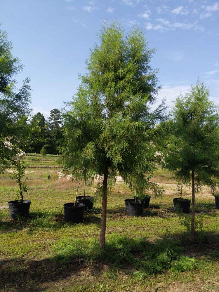 taxodium-distichum-mickelson-bald-cypress-shawnee-brave