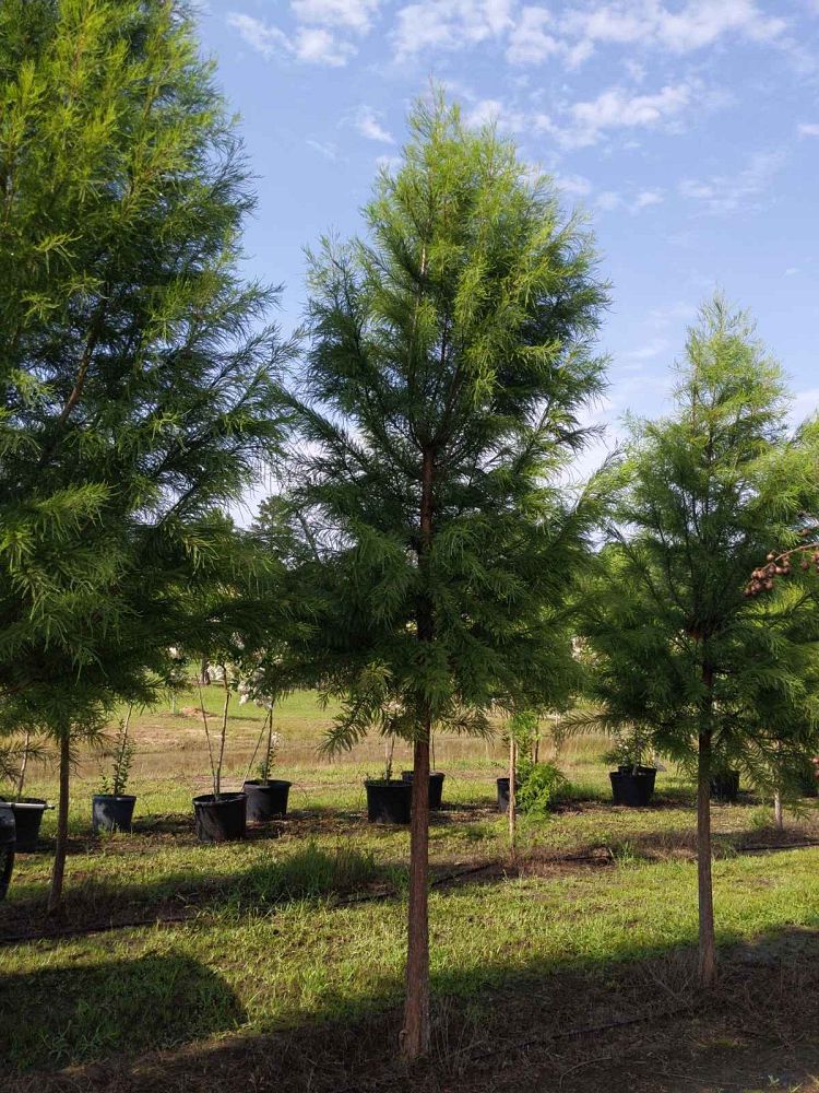 taxodium-distichum-mickelson-bald-cypress-shawnee-brave