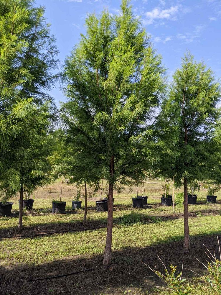 taxodium-distichum-mickelson-bald-cypress-shawnee-brave