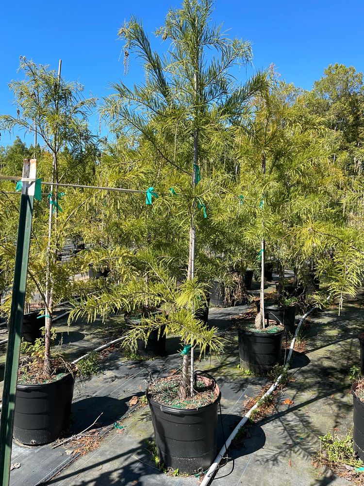 taxodium-distichum-mickelson-bald-cypress-shawnee-brave