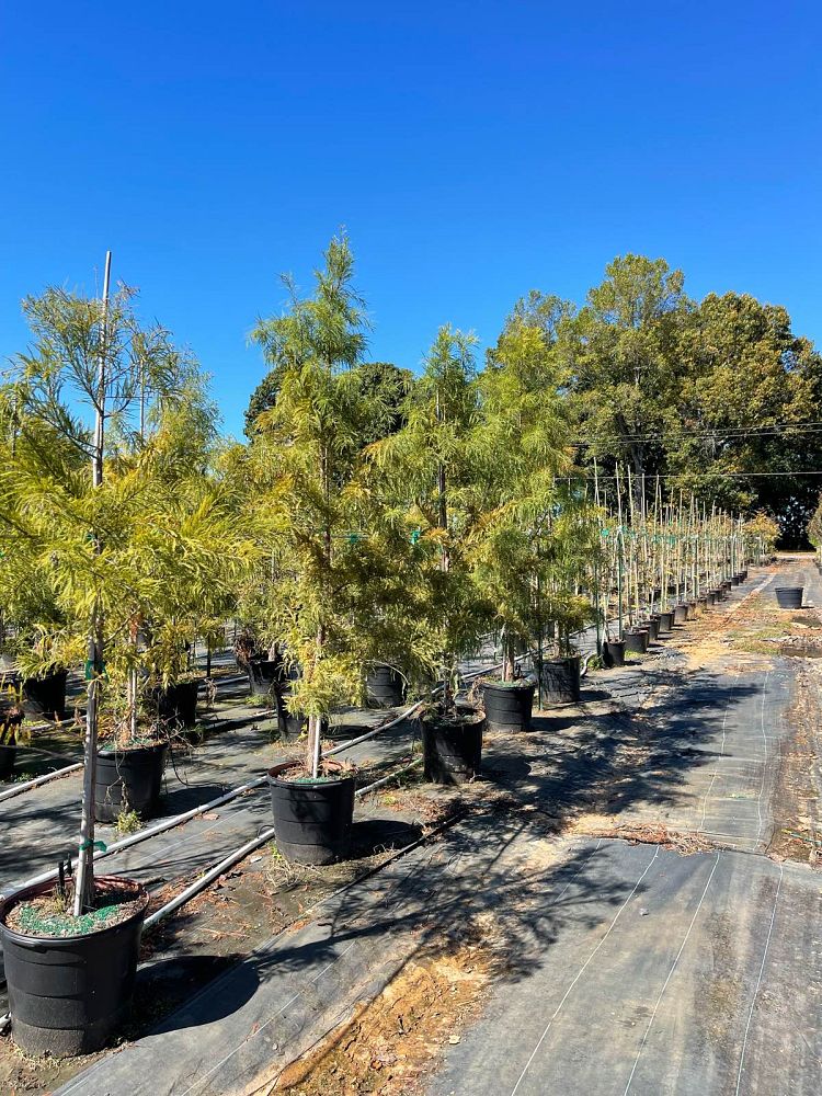 taxodium-distichum-mickelson-bald-cypress-shawnee-brave