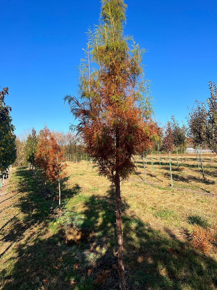 taxodium-distichum-mickelson-bald-cypress-shawnee-brave