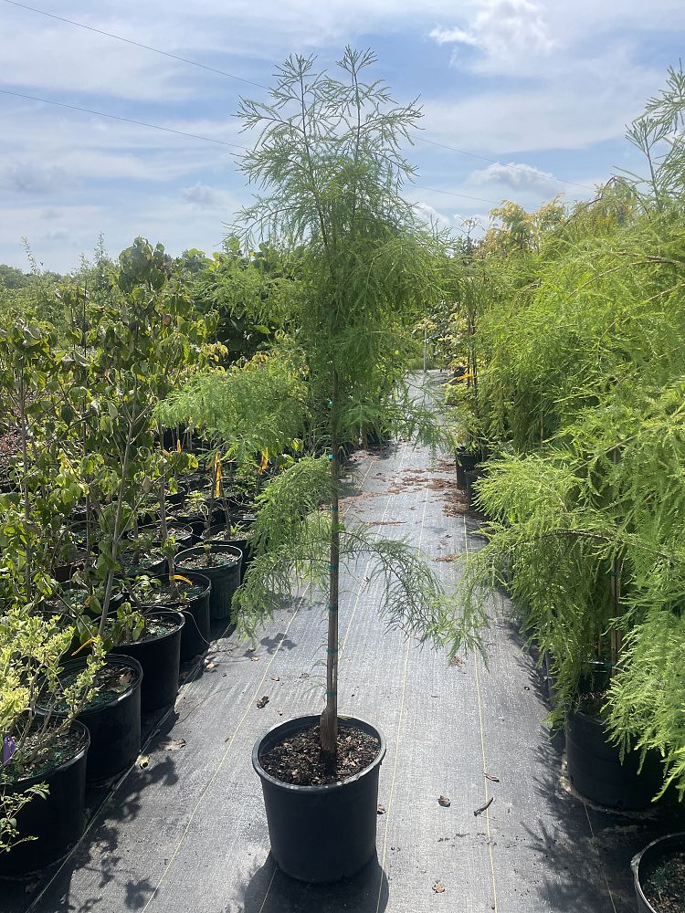 taxodium-distichum-mickelson-bald-cypress-shawnee-brave
