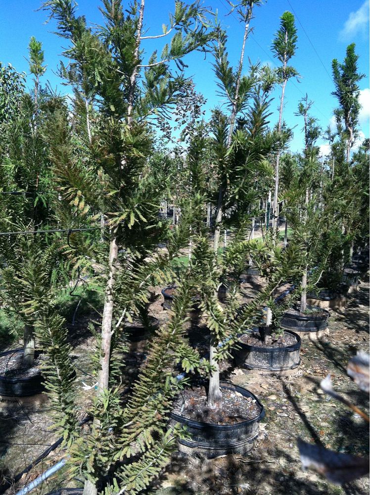 taxodium-distichum-pevee-minaret-bald-cypress