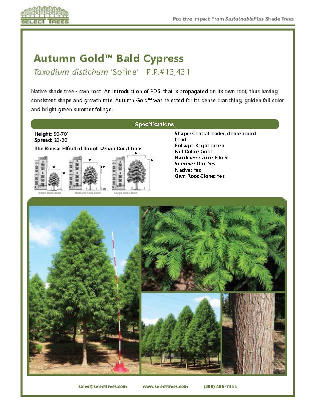 taxodium-distichum-sofine-autumn-gold-trade-taxodium