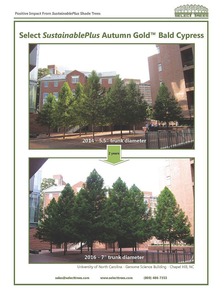 taxodium-distichum-sofine-autumn-gold-trade-taxodium