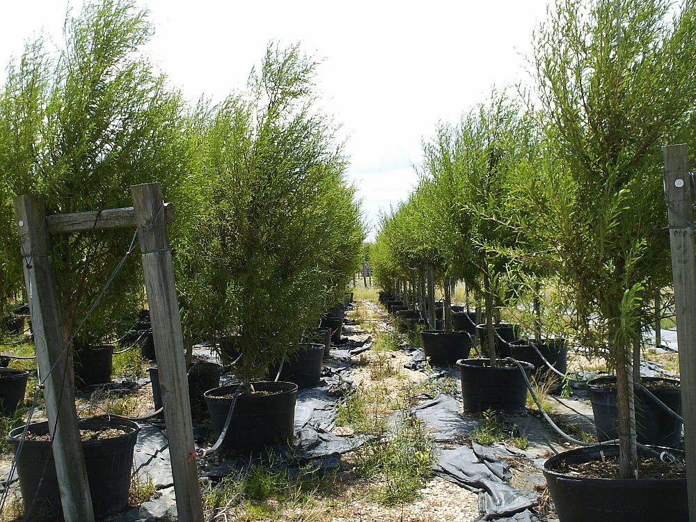 Rancho Encino Tree Farm