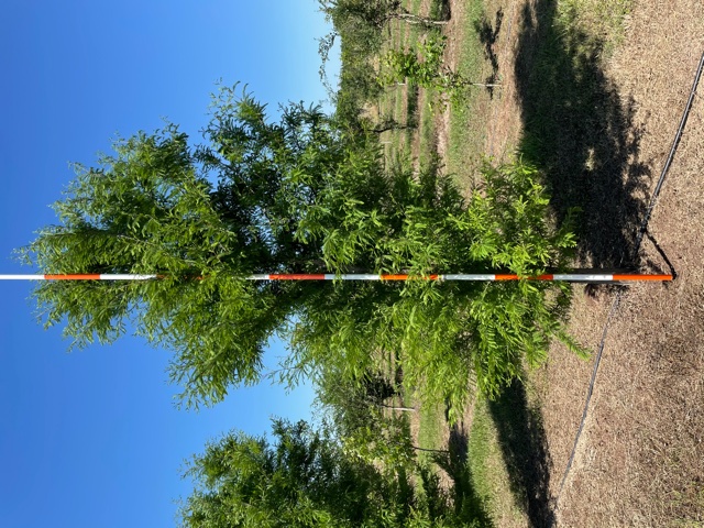 taxodium-mucronatum-montezuma-cypress-mexican-bald-cypress-taxodium-huegelii