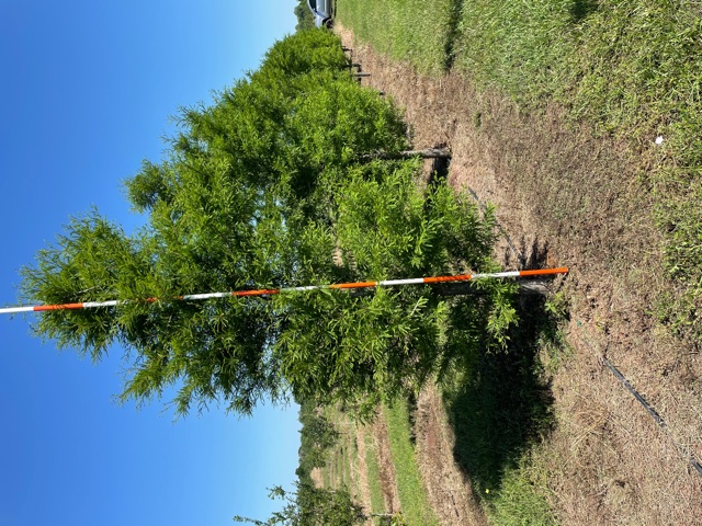 taxodium-mucronatum-montezuma-cypress-mexican-bald-cypress-taxodium-huegelii