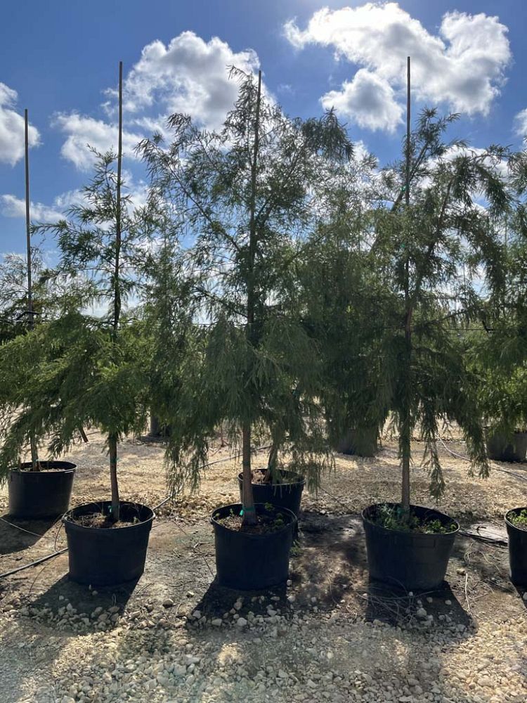 taxodium-mucronatum-montezuma-cypress-mexican-bald-cypress-taxodium-huegelii