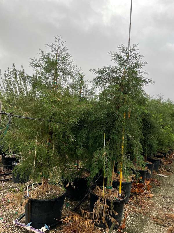 taxodium-mucronatum-montezuma-cypress-mexican-bald-cypress-taxodium-huegelii