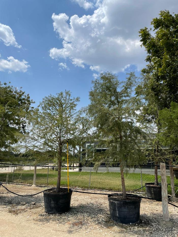 taxodium-mucronatum-montezuma-cypress-mexican-bald-cypress-taxodium-huegelii