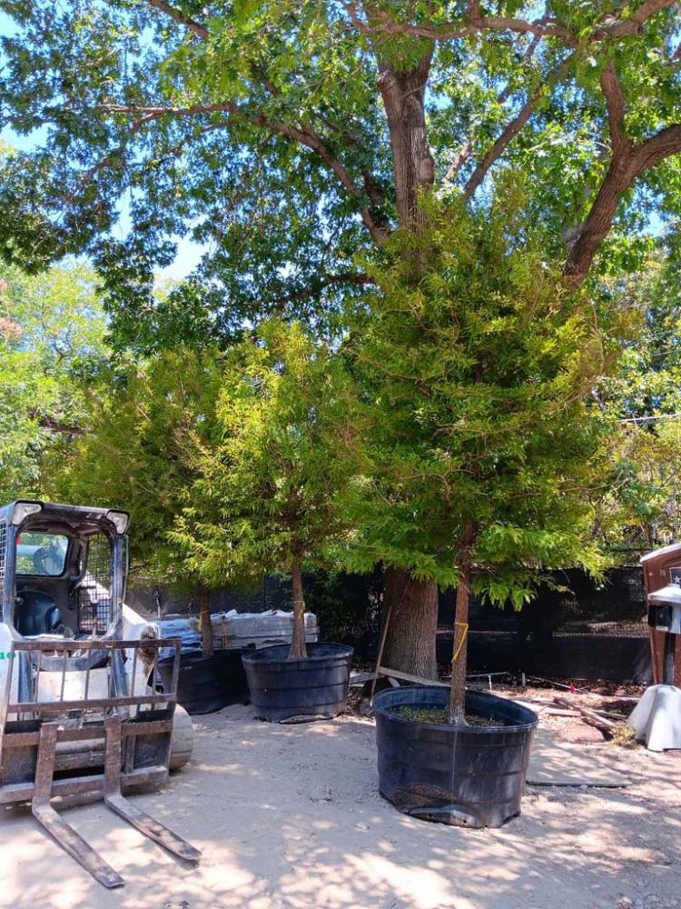 taxodium-mucronatum-montezuma-cypress-mexican-bald-cypress-taxodium-huegelii