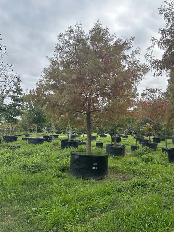 taxodium-mucronatum-montezuma-cypress-mexican-bald-cypress-taxodium-huegelii