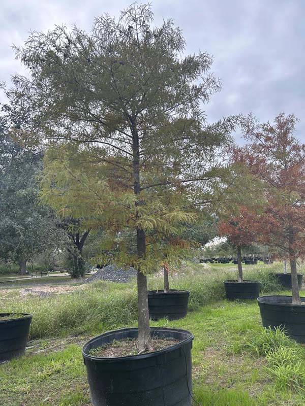 taxodium-mucronatum-montezuma-cypress-mexican-bald-cypress-taxodium-huegelii