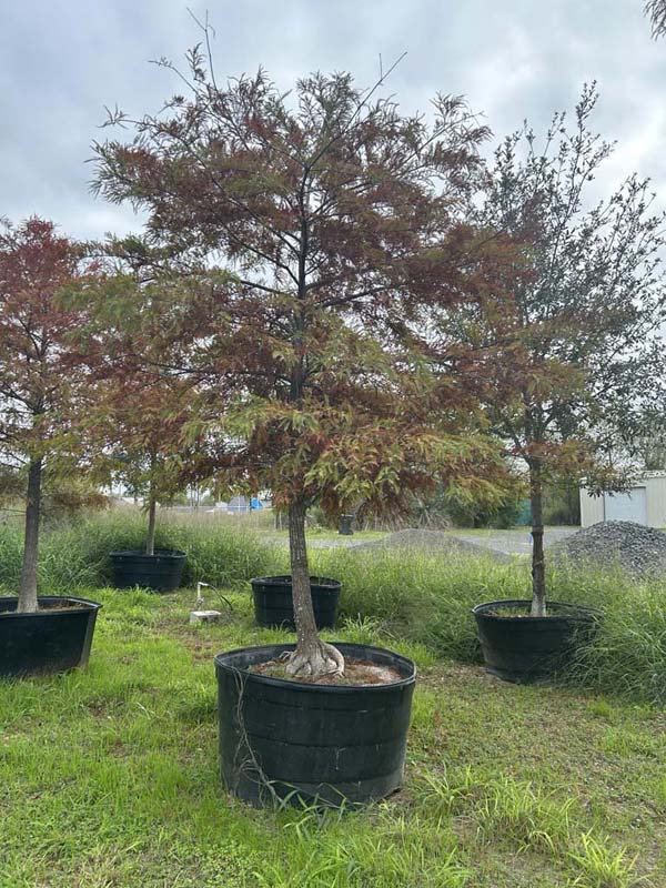 taxodium-mucronatum-montezuma-cypress-mexican-bald-cypress-taxodium-huegelii