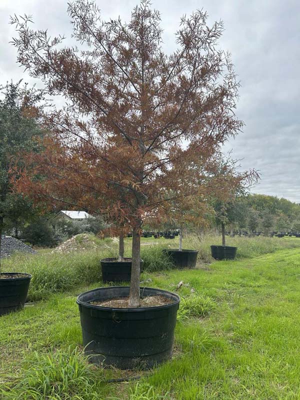 taxodium-mucronatum-montezuma-cypress-mexican-bald-cypress-taxodium-huegelii