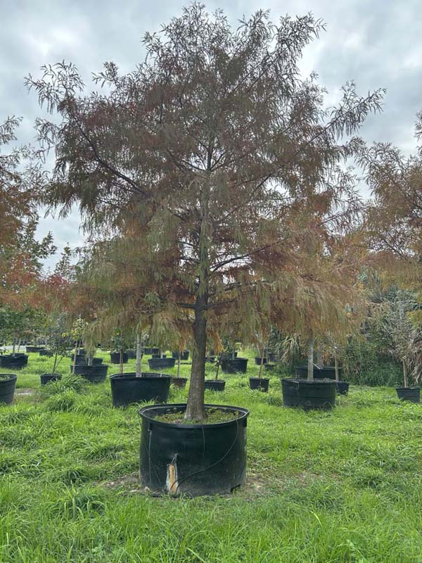 taxodium-mucronatum-montezuma-cypress-mexican-bald-cypress-taxodium-huegelii