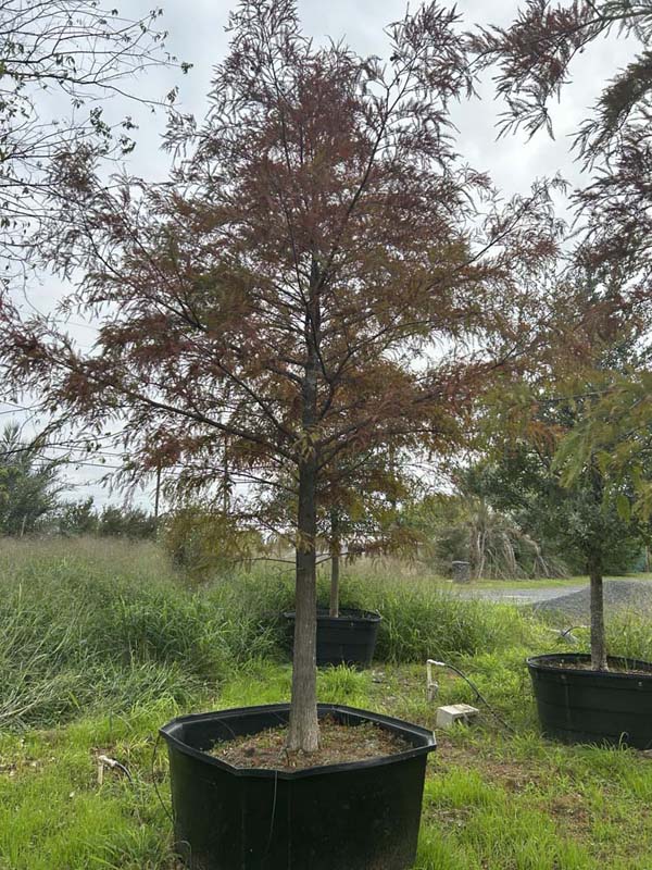 taxodium-mucronatum-montezuma-cypress-mexican-bald-cypress-taxodium-huegelii