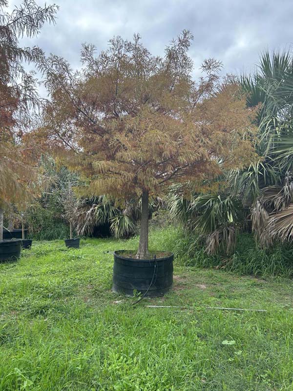 taxodium-mucronatum-montezuma-cypress-mexican-bald-cypress-taxodium-huegelii