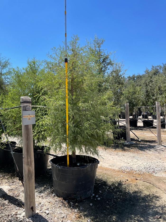 taxodium-mucronatum-montezuma-cypress-mexican-bald-cypress-taxodium-huegelii