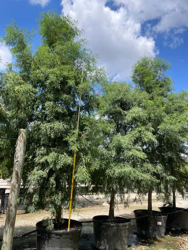 taxodium-mucronatum-montezuma-cypress-mexican-bald-cypress-taxodium-huegelii