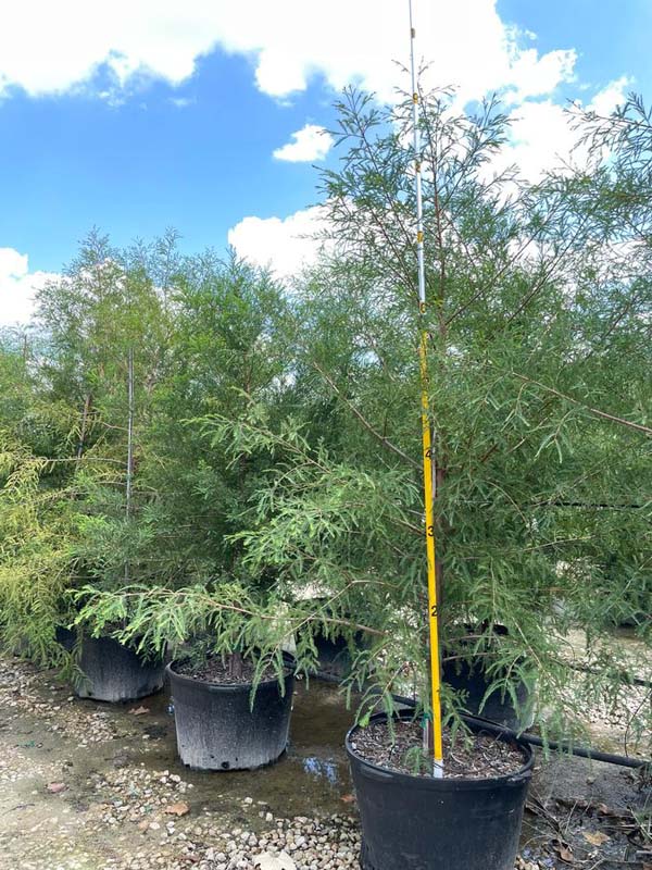 taxodium-mucronatum-montezuma-cypress-mexican-bald-cypress-taxodium-huegelii