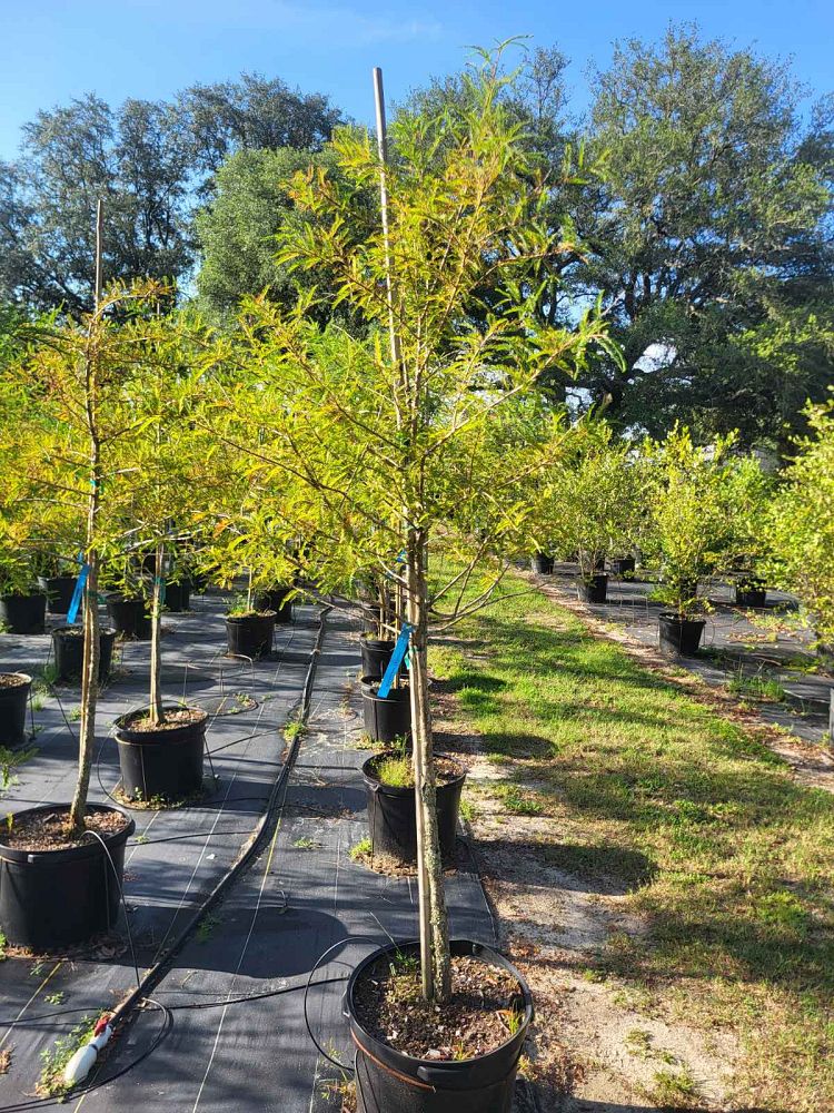 taxodium-mucronatum-montezuma-cypress-mexican-bald-cypress-taxodium-huegelii
