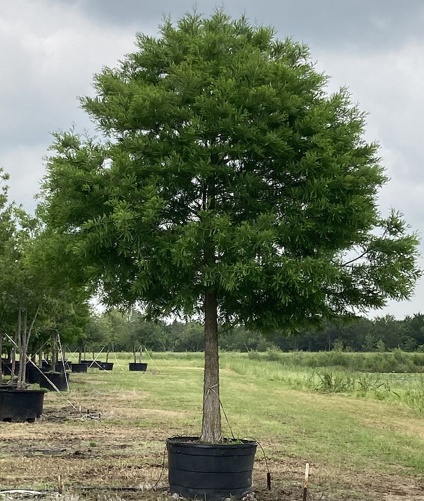 taxodium-mucronatum-sentido-montezuma-cypress-mexican-bald-cypress-taxodium-huegelii