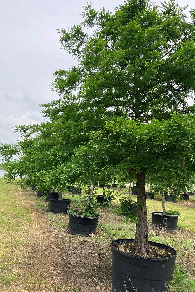 taxodium-mucronatum-sentido-montezuma-cypress-mexican-bald-cypress-taxodium-huegelii
