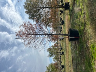 taxodium-mucronatum-sentido-montezuma-cypress-mexican-bald-cypress-taxodium-huegelii