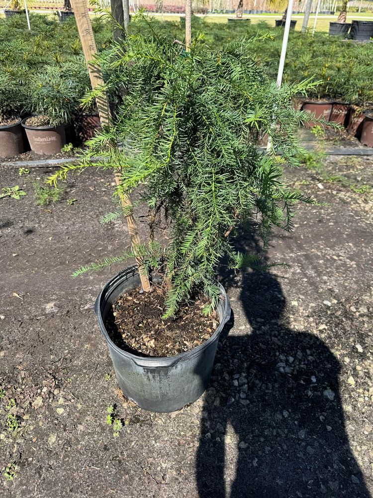 taxus-floridana-florida-yew