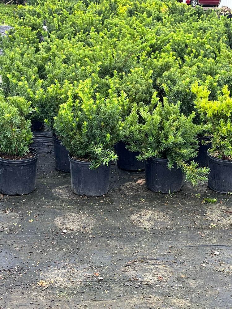 taxus-x-media-densiformis-intermediate-yew