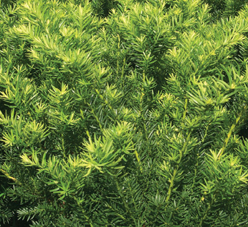 taxus-x-media-densiformis-intermediate-yew