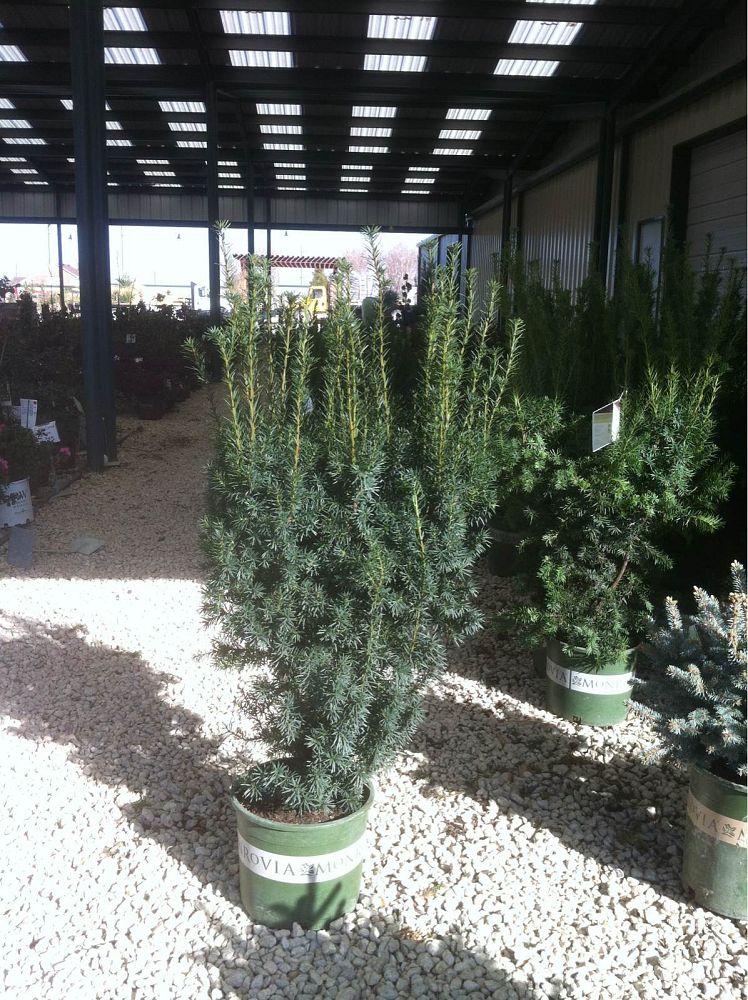 taxus-x-media-hicksii-hicks-yew