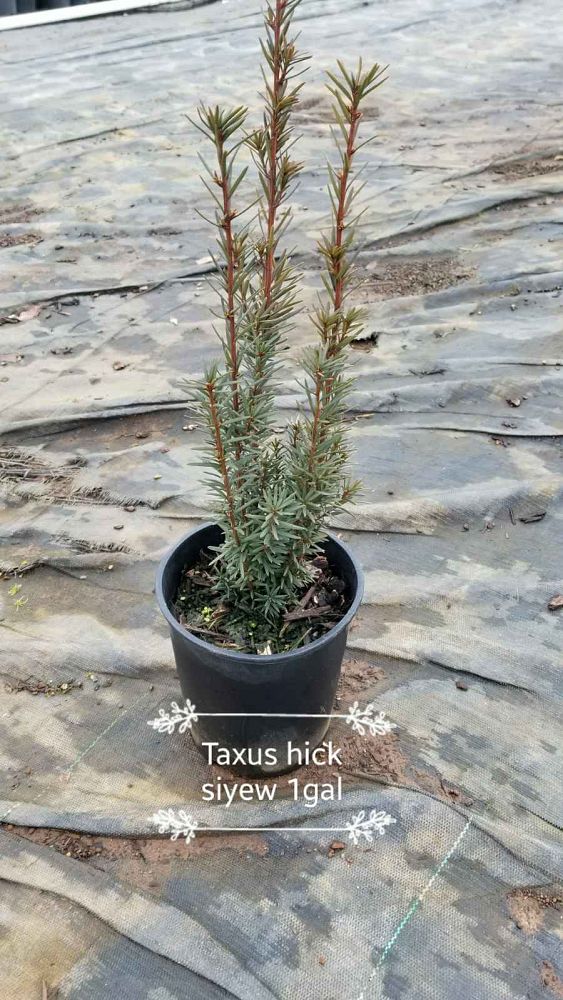 taxus-x-media-hicksii-hicks-yew
