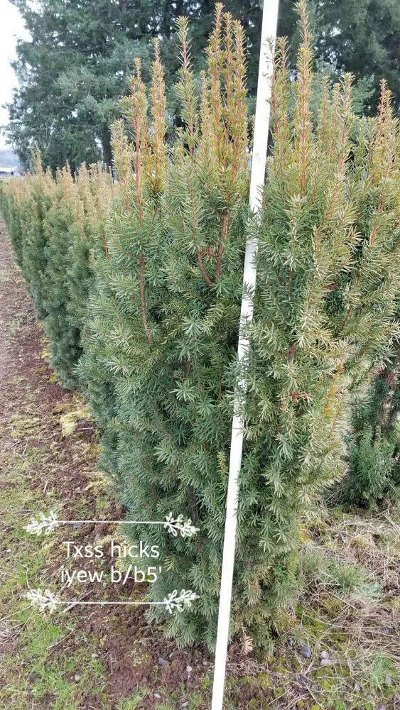 taxus-x-media-hicksii-hicks-yew
