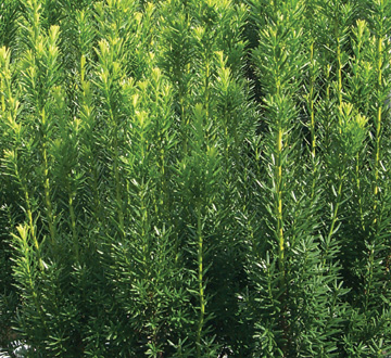 taxus-x-media-hicksii-hicks-yew