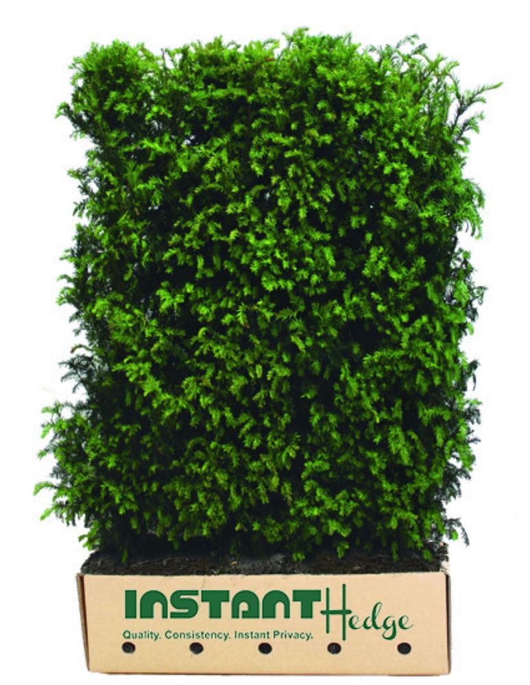 taxus-x-media-hicksii-hicks-yew