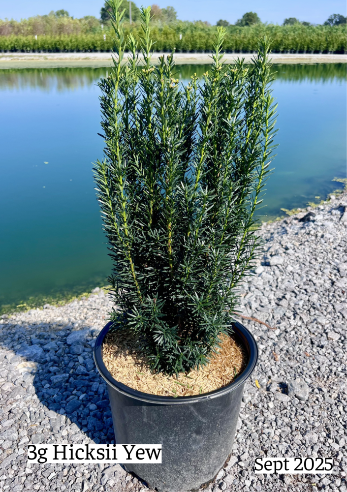 taxus-x-media-hicksii-hicks-yew