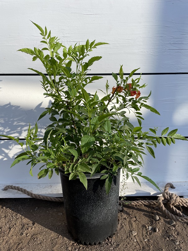 tecoma-bells-of-fire-esperanza-bells-of-fire-tecoma