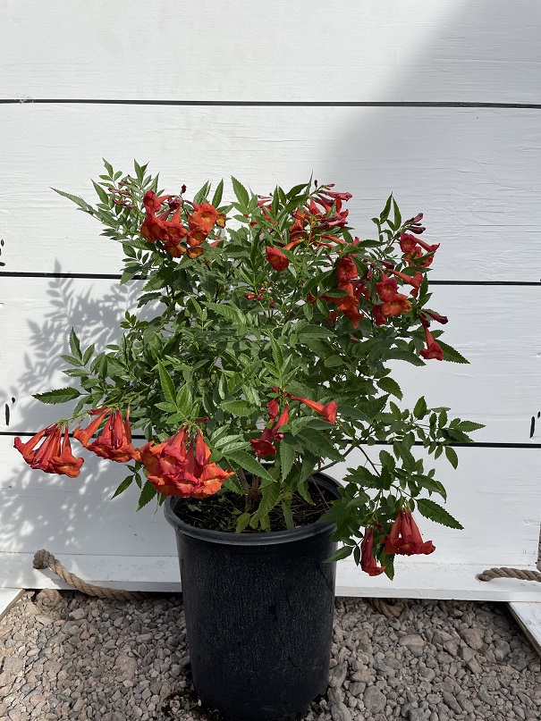 tecoma-bells-of-fire-esperanza-bells-of-fire-tecoma