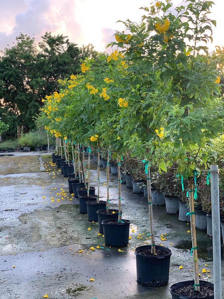 tecoma-stans-gold-star-yellow-elder-esperanza-trumpetflower-bells-of-fire
