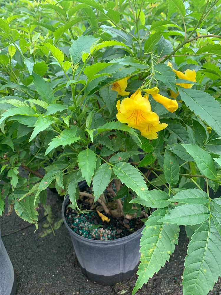 tecoma-stans-lydia-yellow-elder-esperanza-trumpetflower-bells-of-fire