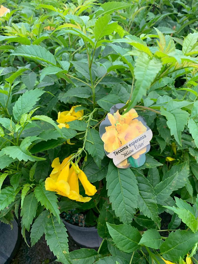 tecoma-stans-lydia-yellow-elder-esperanza-trumpetflower-bells-of-fire